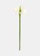 Faux amaryllis on a stem_0