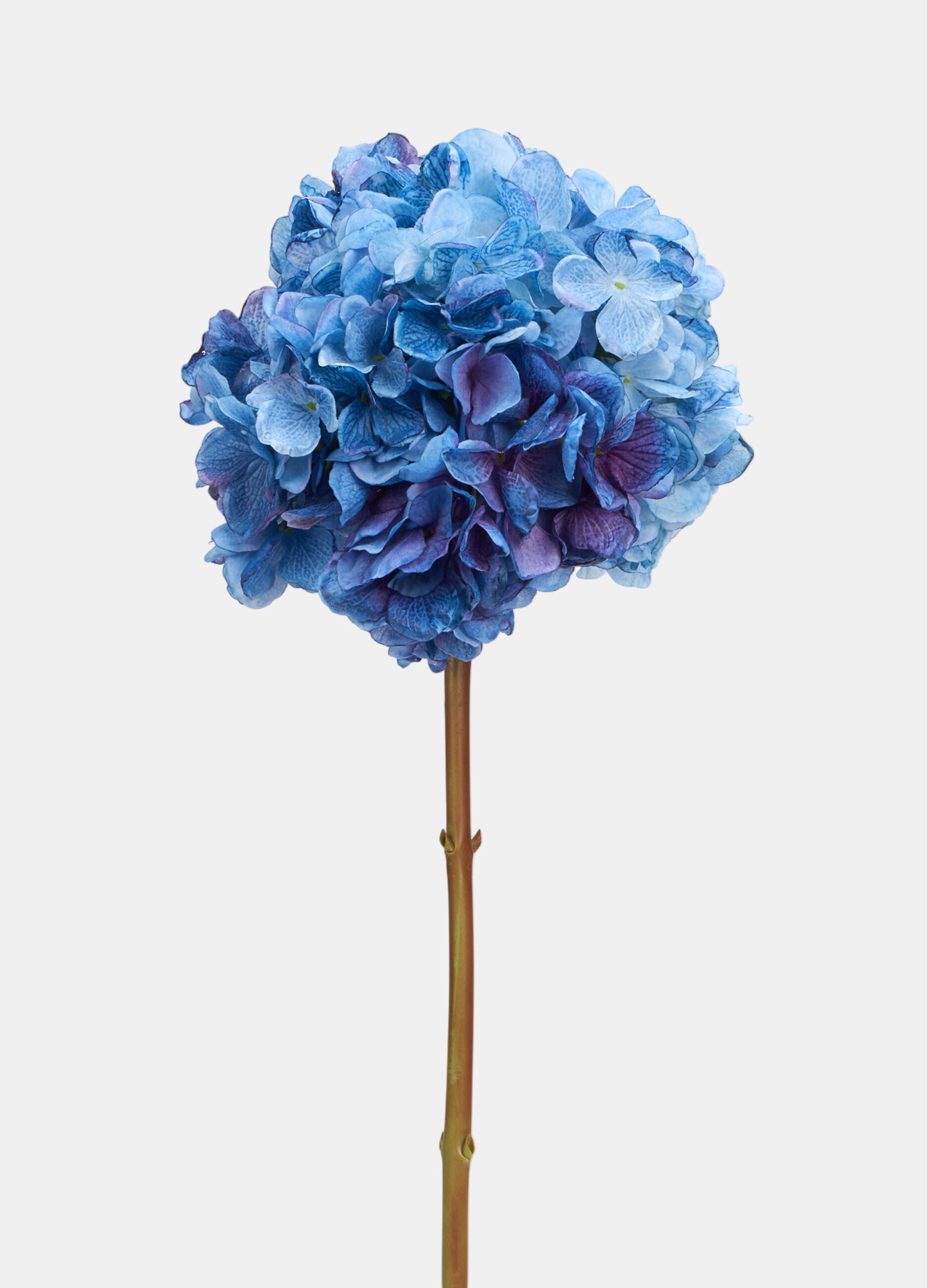 False hydrangea on a branch_0