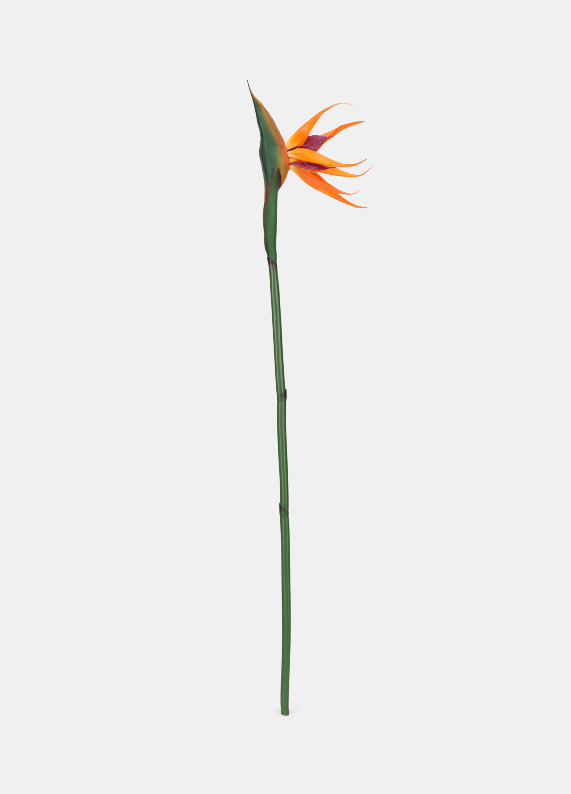 Foglia di strelitzia finta_0