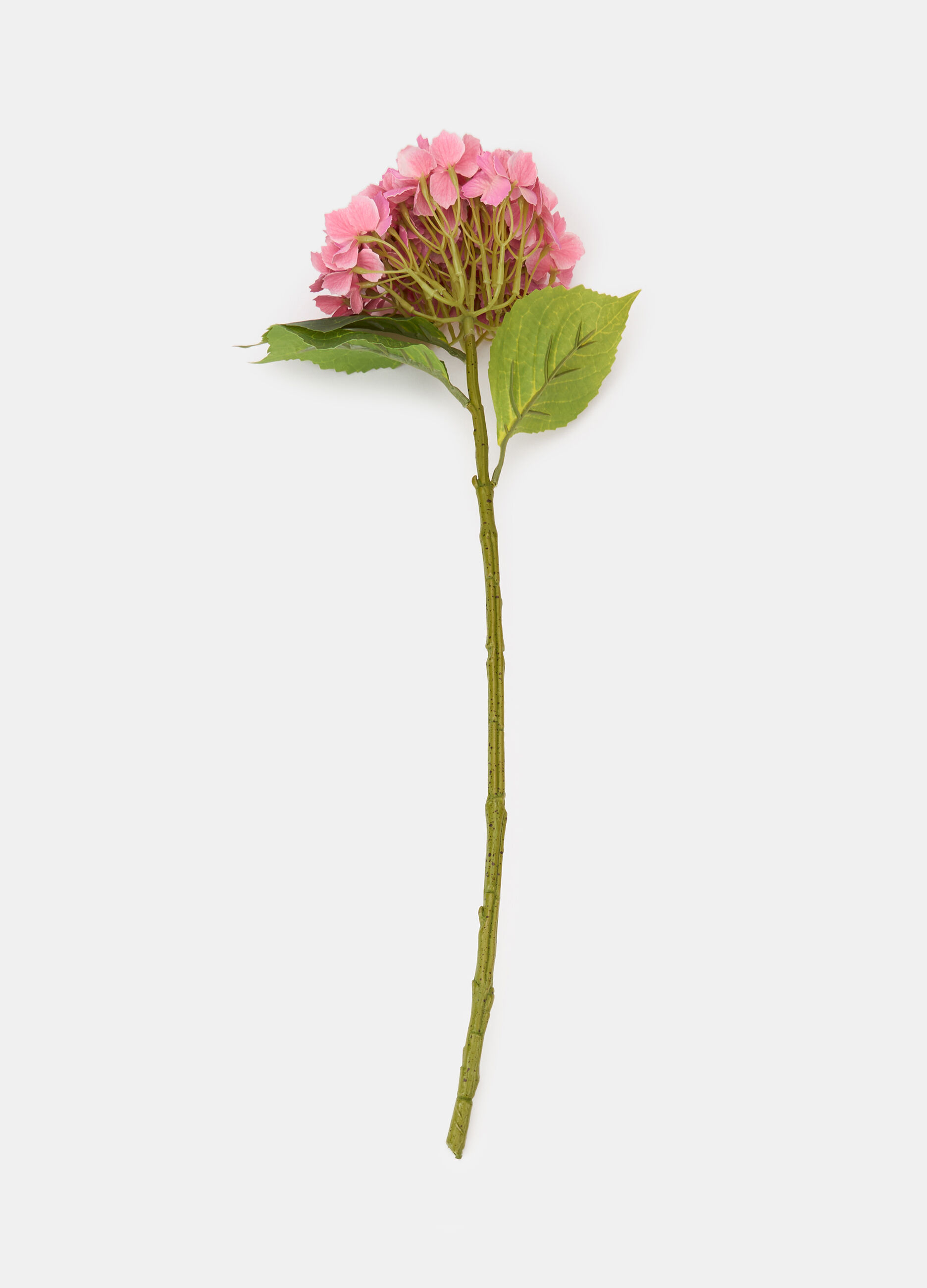 Ortensia decorativa con ramo e foglie_0