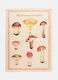 Strofinaccio con stampa funghi_1