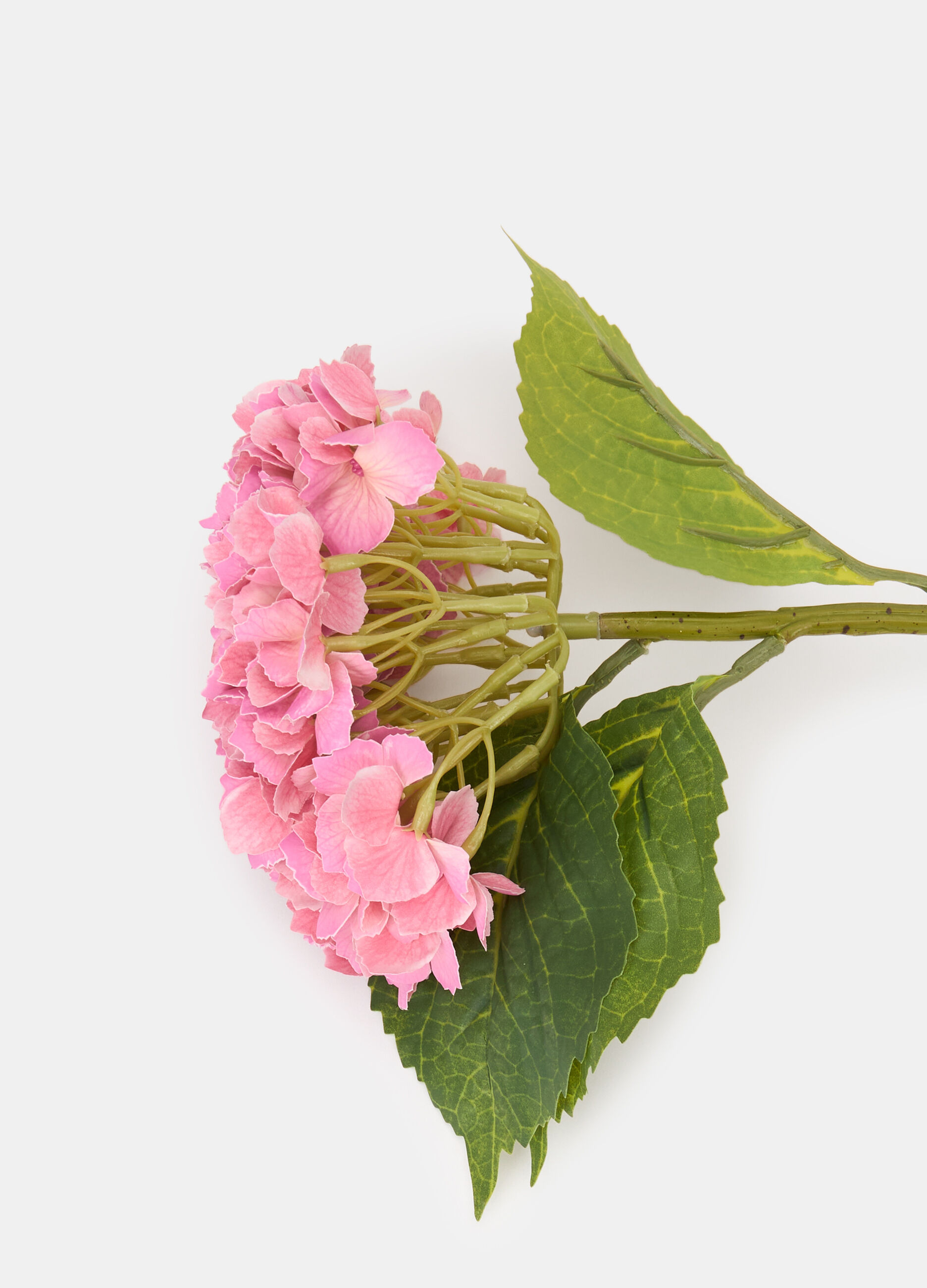 Ortensia decorativa con ramo e foglie_1