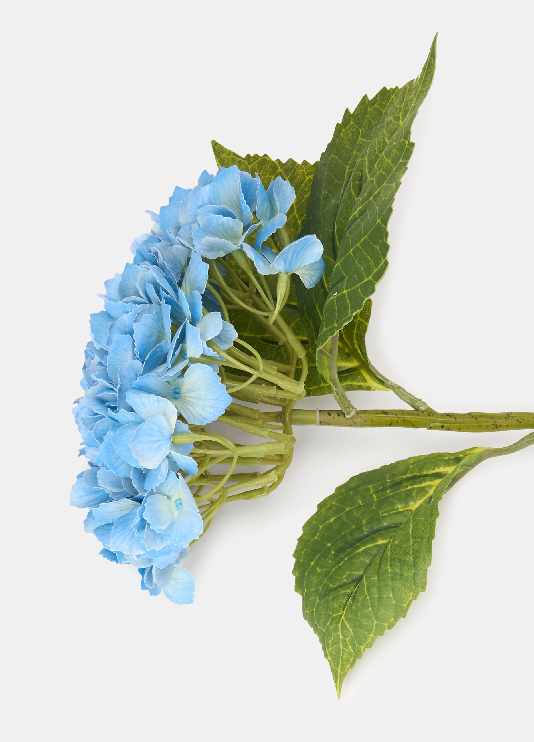 Ortensia decorativa con ramo e foglie_1