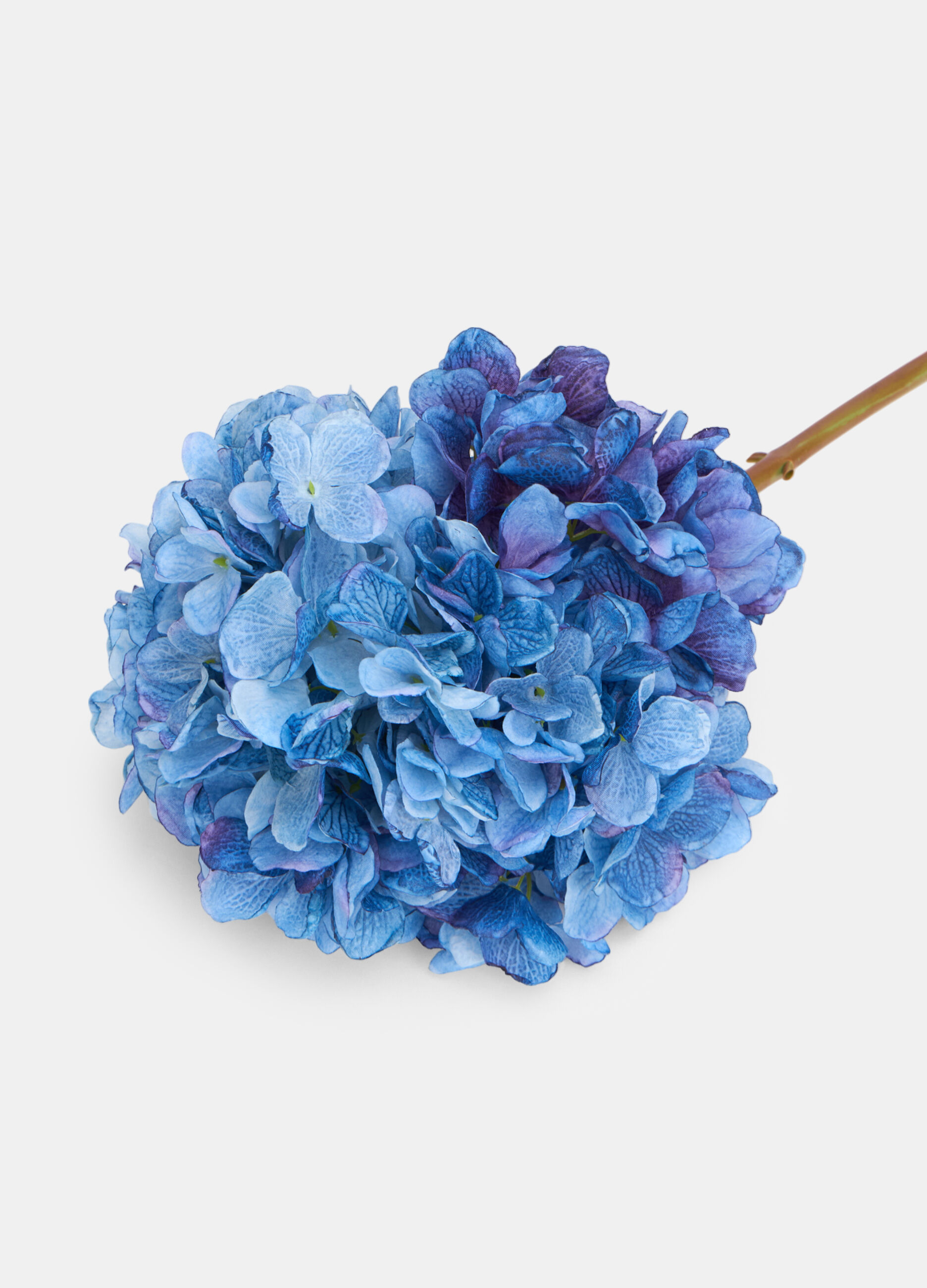 False hydrangea on a branch_1