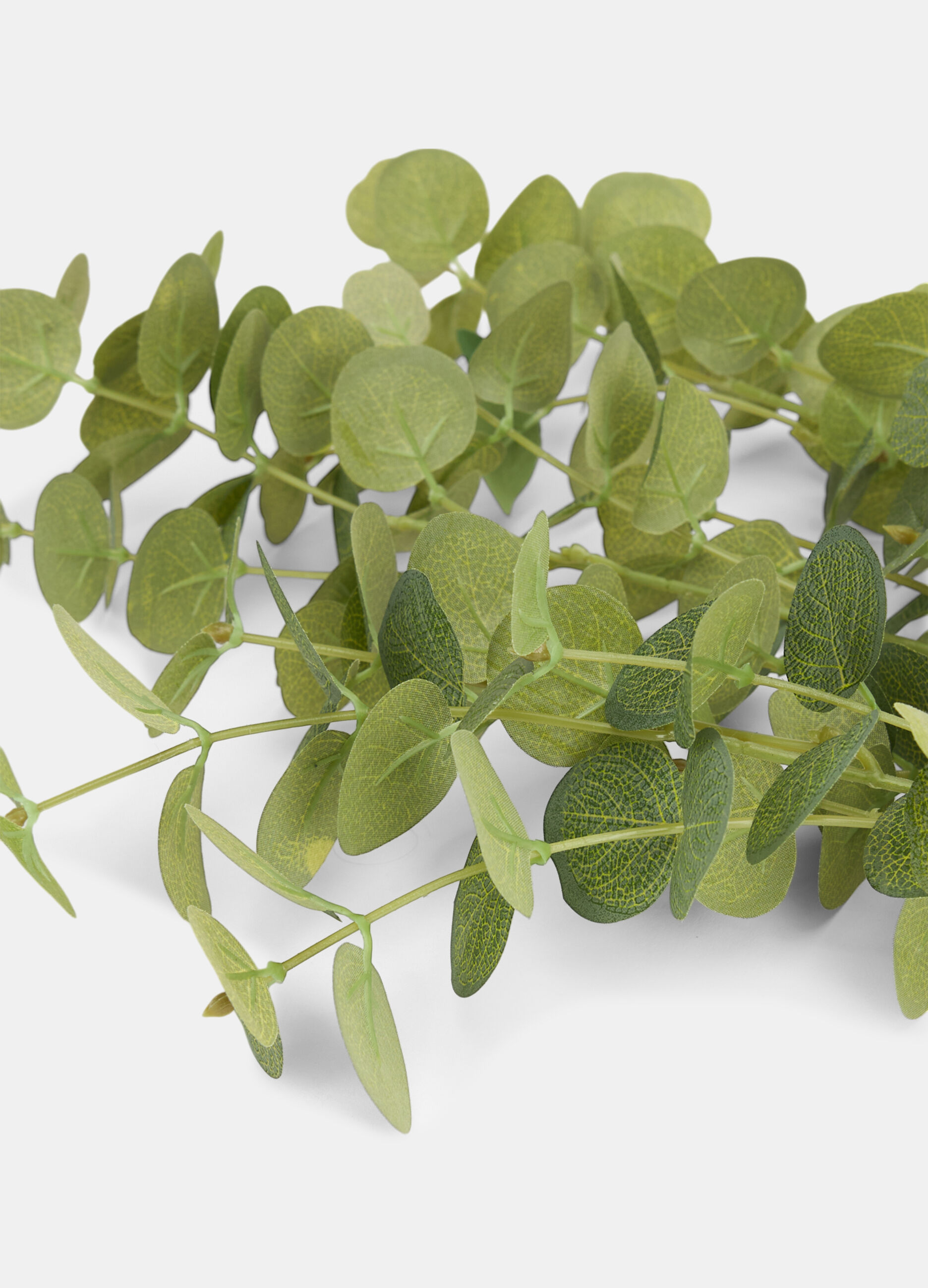 False eucalyptus branch_1