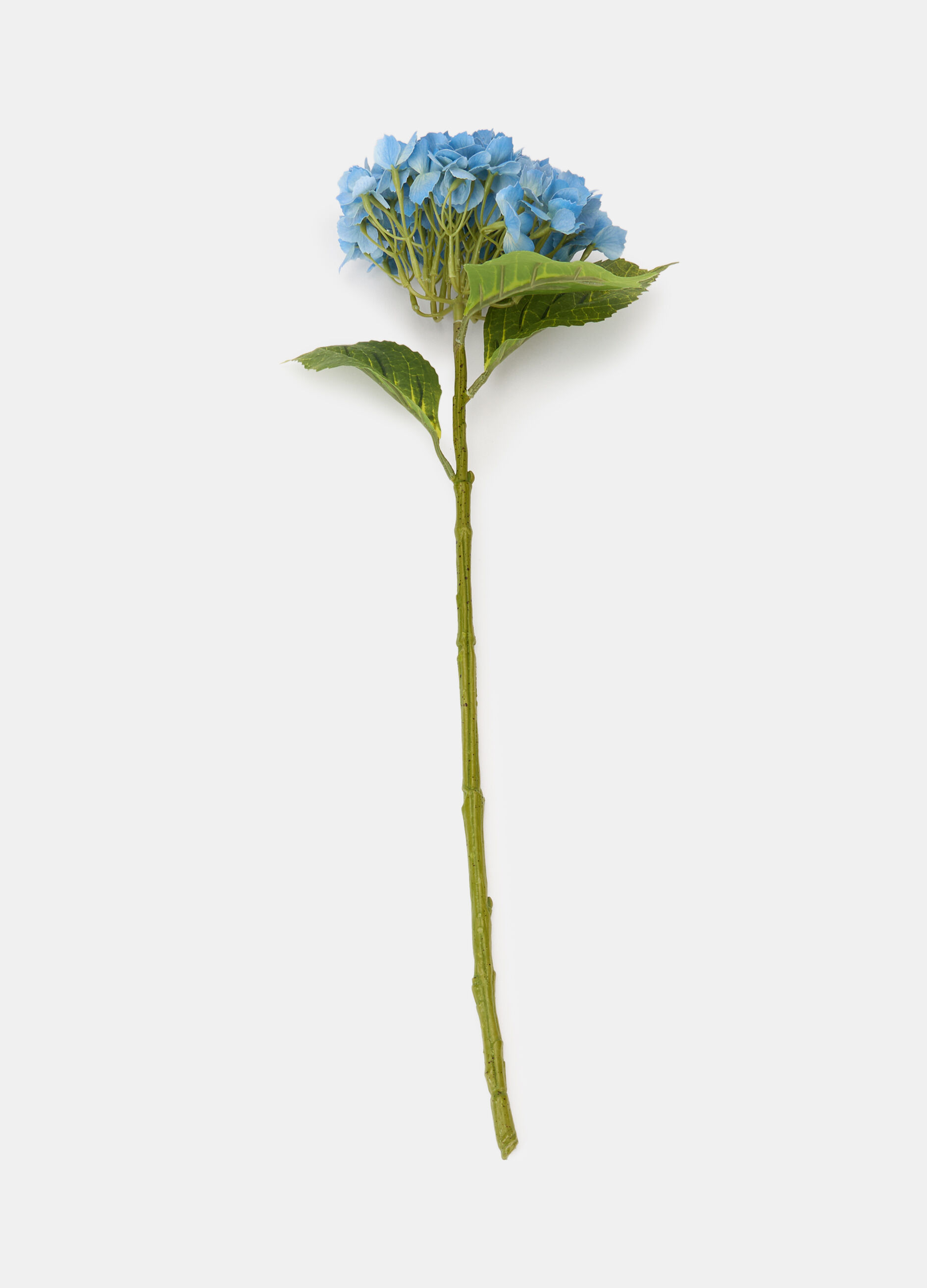 Ortensia decorativa con ramo e foglie_0