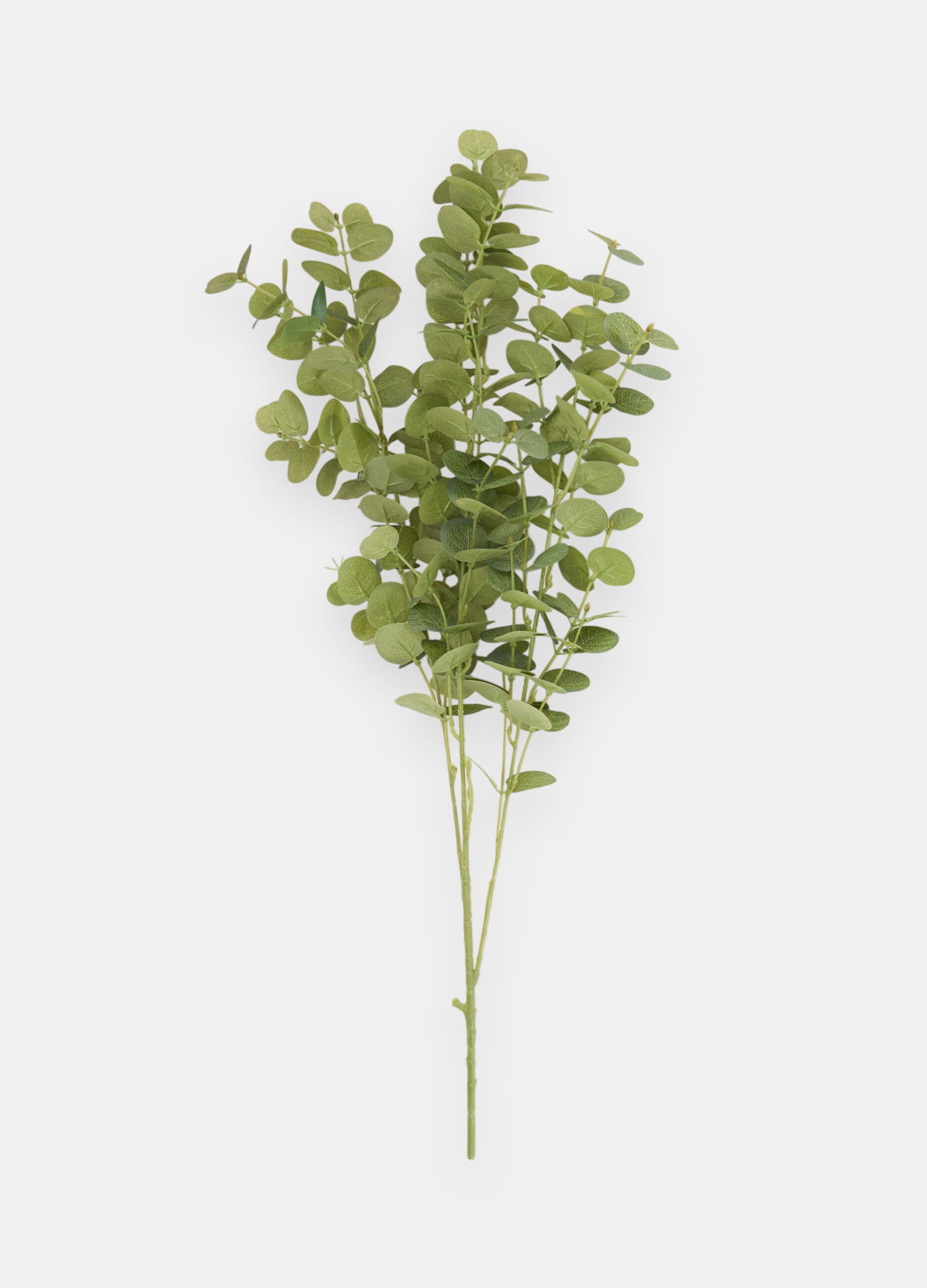 False eucalyptus branch_0