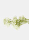 Mazzetto decorativo di gypsophila_1